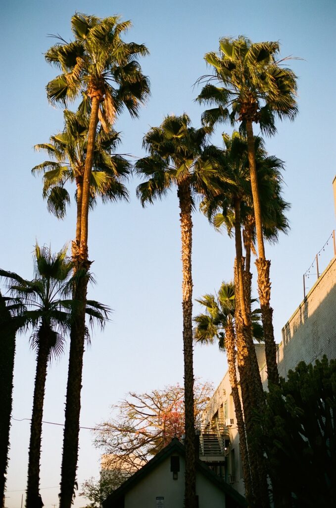 Tall Mexican fan palm trees in Los Angeles, shot on Portra 400