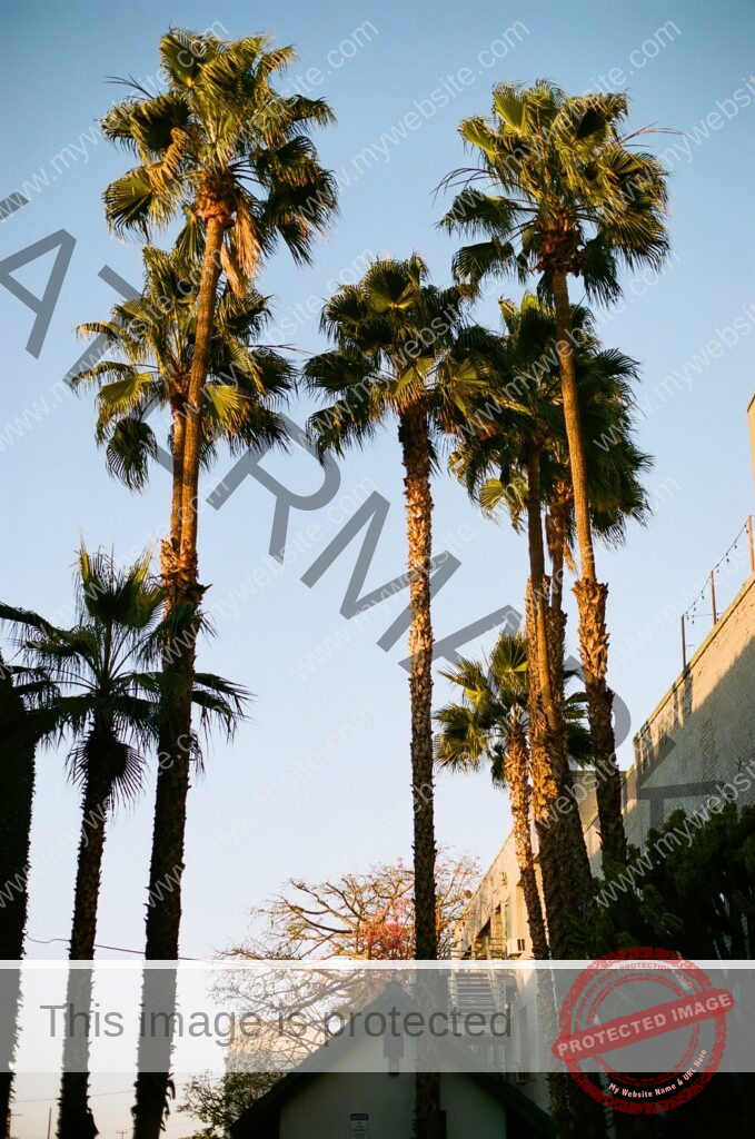 Tall Mexican fan palm trees in Los Angeles, shot on Portra 400